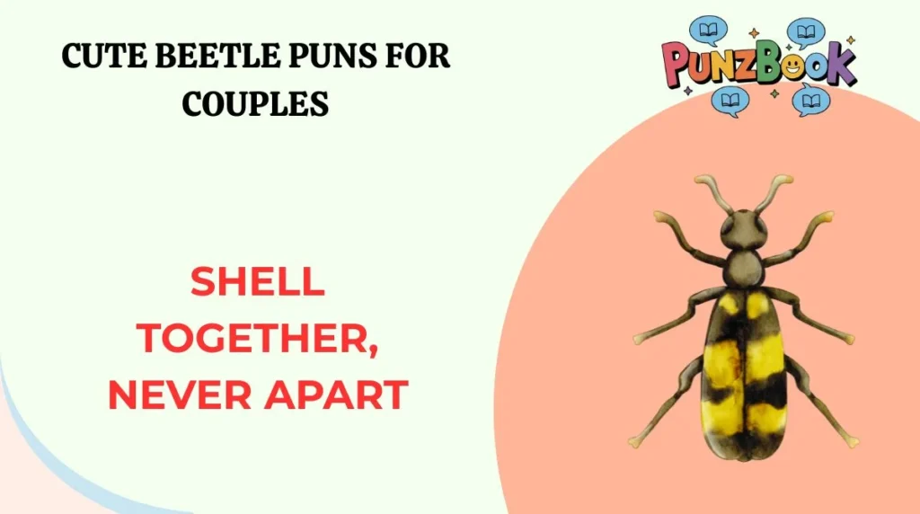 Shell together, never apart